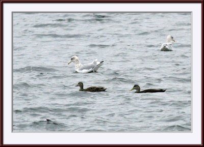 IMG_5382ps.jpg