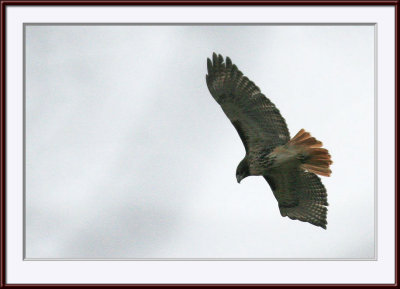 IMG_5417ps.jpg