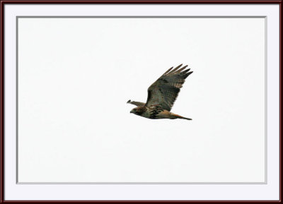 IMG_5473ps.jpg