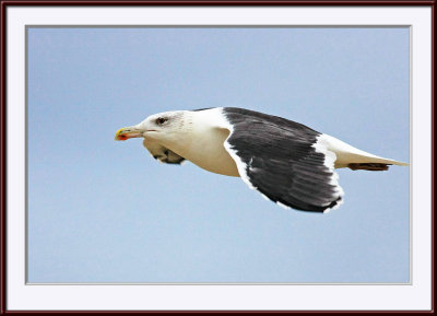 IMG_9670ps.jpg