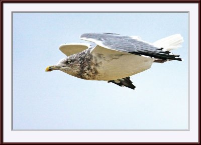 IMG_9696ps.jpg