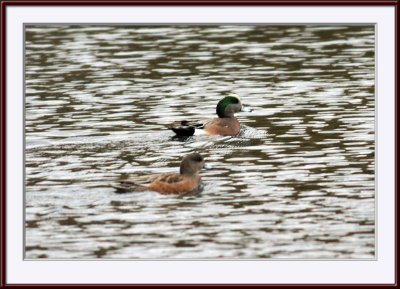 IMG_9884ps.jpg
