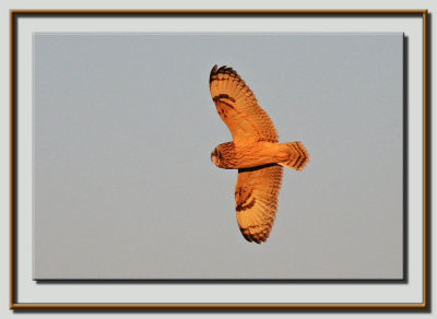 IMG_2549ps.jpg