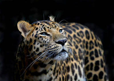 from  the  Zoo