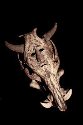 Boar Skull