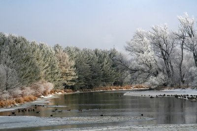 Frost and Fog 14.jpg