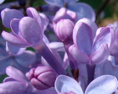 lilac04.jpg