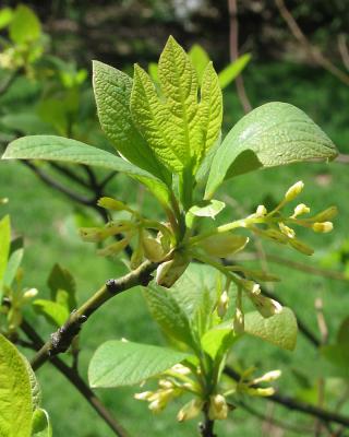 budding_tree.jpg
