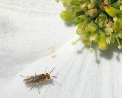 dogwood_bug.jpg