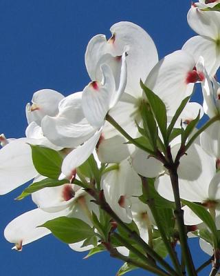 dogwood_in_bloom.jpg