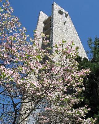 flowering_steeple.jpg