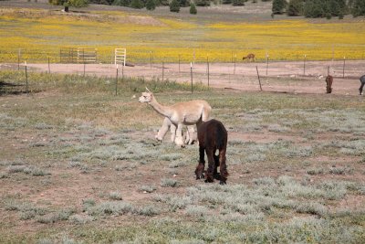 Alpaca Ranch - NM