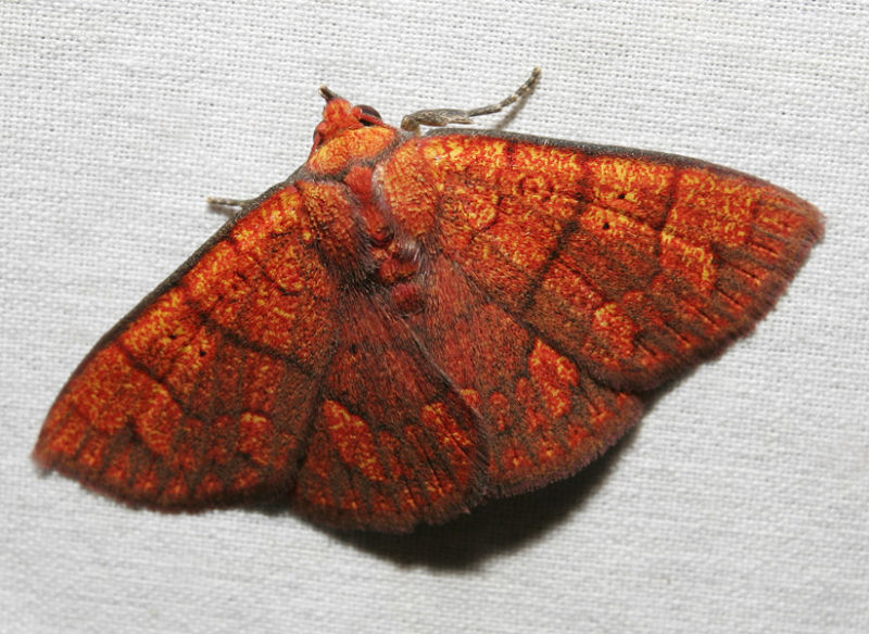 moth 6