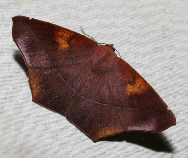 moth 9