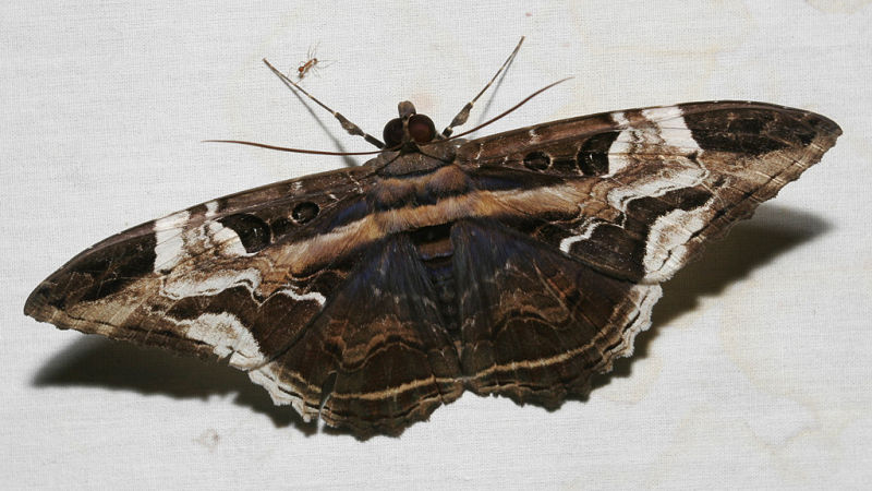 moth 11