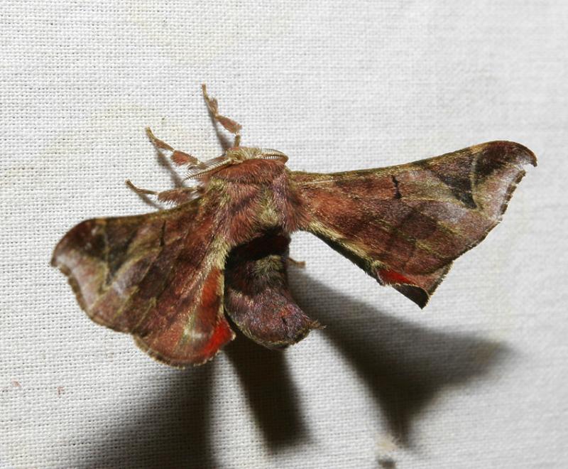 moth 13