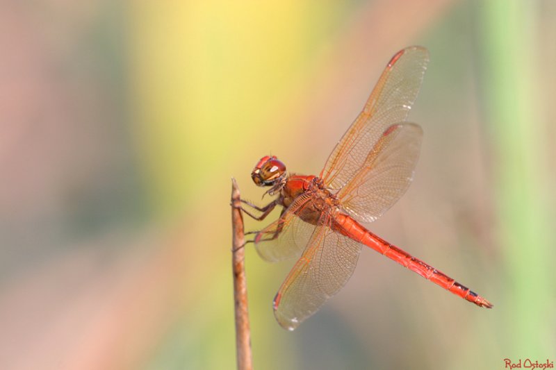 Dragonfly