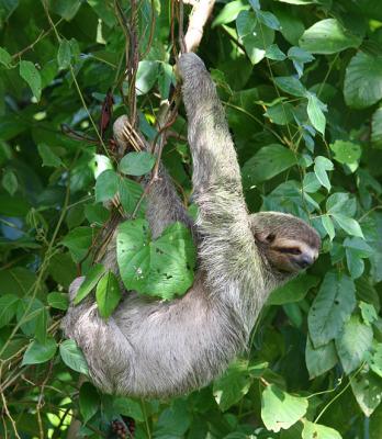 Sloth