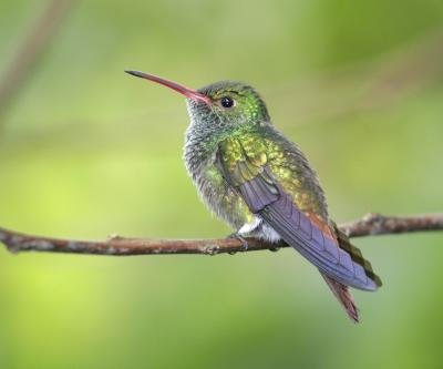 Hummer