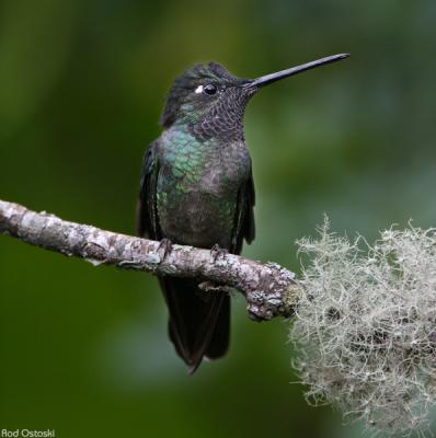 Hummer