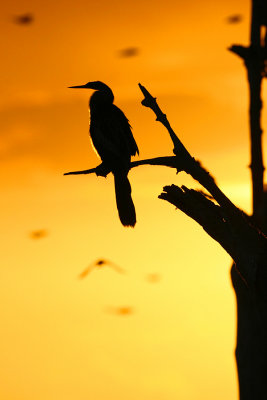 Anhinga Silhouette with birds flying by