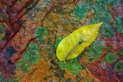 Rock and Leaf