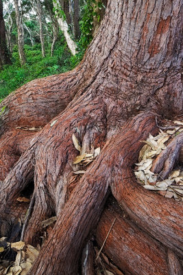 Red Stringybark