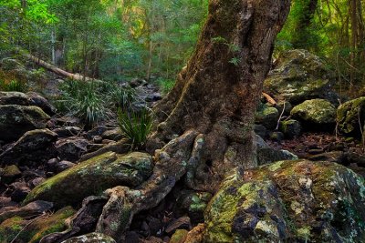 Gnarled Gumtree