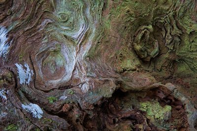 Mt Cooroy bark detail