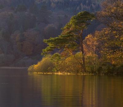 Lake & Pine Tree