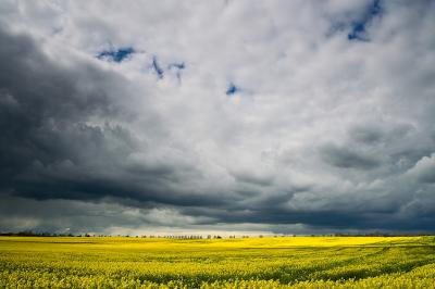 Canola and Clouds