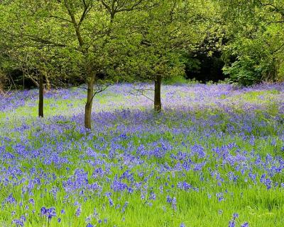 Yoxall Woods