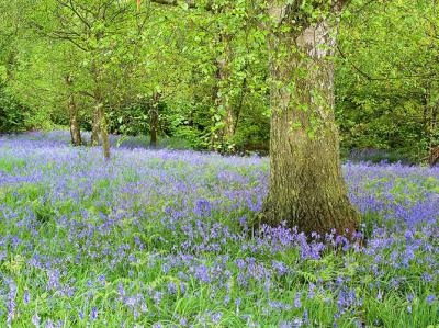 Bluebell Scene