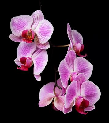 Orchid