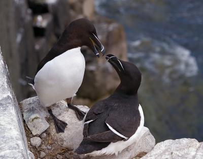 Razorbills