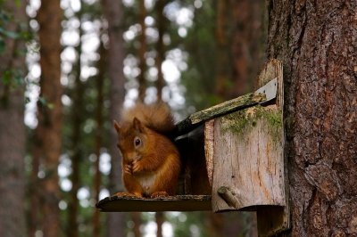 Red Squirrel 01