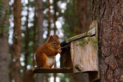 Red Squirrel 02