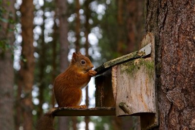 Red Squirrel 03