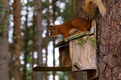 Red Squirrel 05