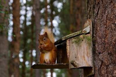 Red Squirrel 06