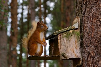 Red Squirrel 07