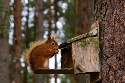 Red Squirrel 08