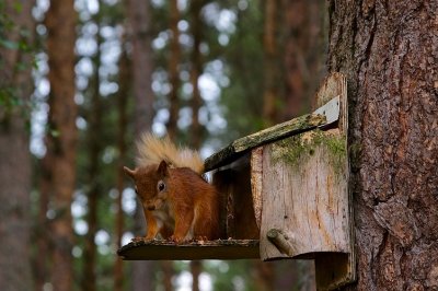 Red Squirrel 09