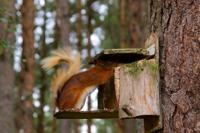 Red Squirrel 10