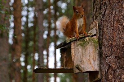 Red Squirrel 13