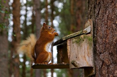 Red Squirrel 15