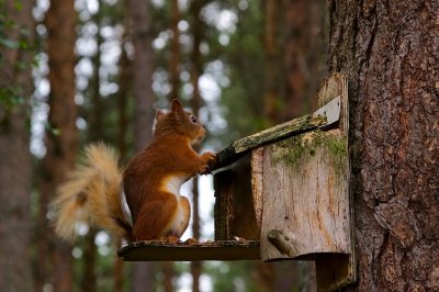 Red Squirrel 16