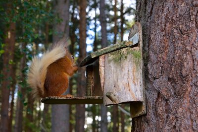 Red Squirrel 19