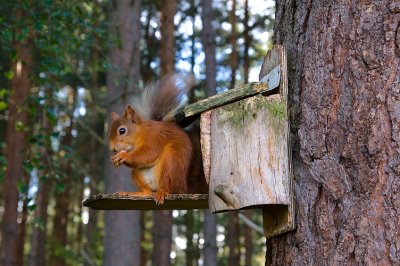 Red Squirrel 20