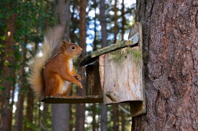 Red Squirrel 21
